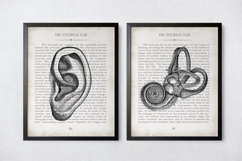 Ear Art Ear and Inner Ear Vintage Anatomy Art Print Set of 2 Audiology Audiologist Office Decor and Graduation Gift image 7
