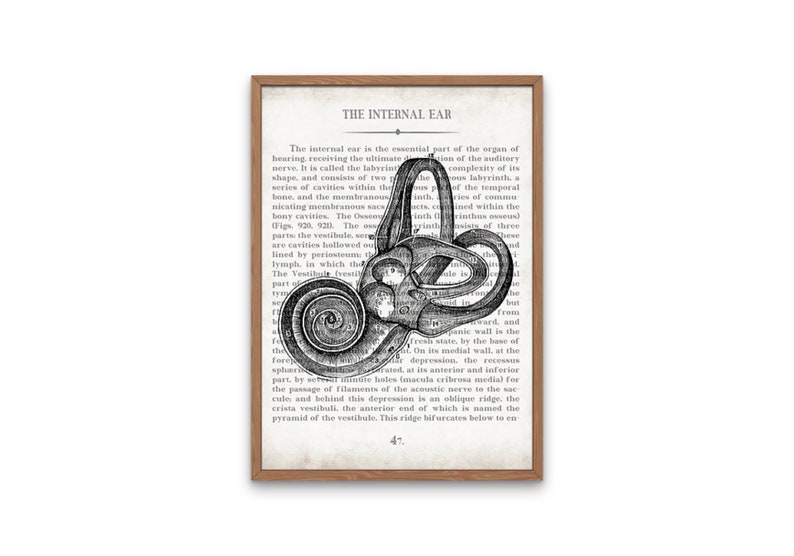 AUD Gift Ear AUD and Inner Ear Vintage Anatomy Art Print Set of 3 Doctor of Audiology Audiologist Graduation Gift image 4