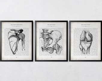 Orthopedic Surgeon Gift Shoulder Hip and Knee Vintage Anatomy  Art Print Set of 3 Physical Therapy Therapist Gift