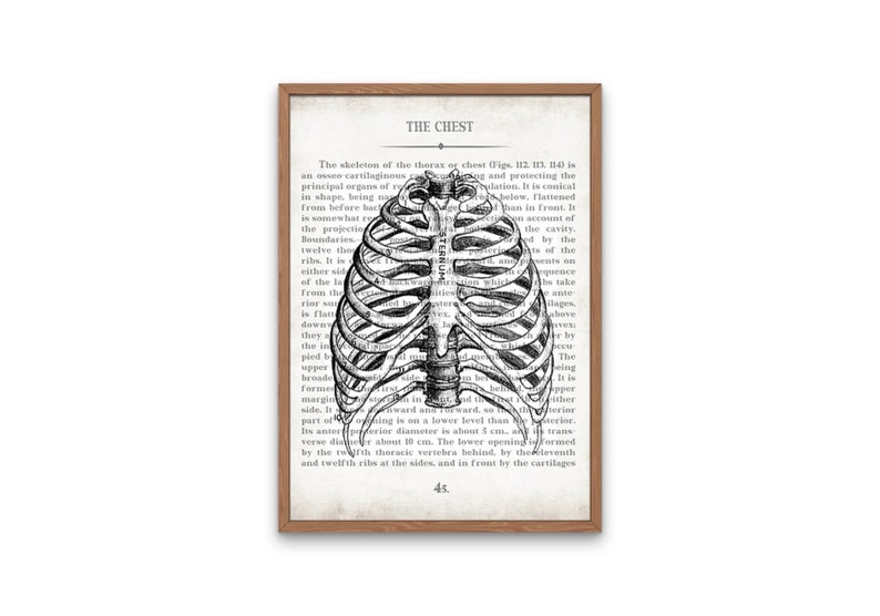 Radiology Tech Art Print Set: Vintage Anatomy Chest & RT Gift image 3