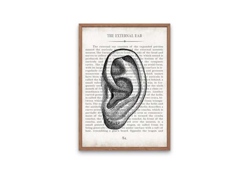 AUD Gift Ear AUD and Inner Ear Vintage Anatomy Art Print Set of 3 Doctor of Audiology Audiologist Graduation Gift image 2