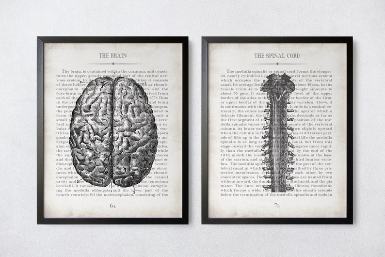 Vintage Brain & Spine Anatomy Art Print Set: Neurology Gift - Etsy