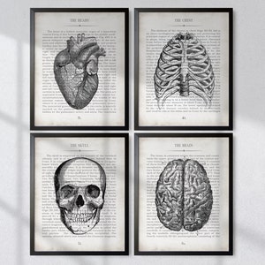 Medical Art, Set of 4 Vintage Anatomy Wall Art Prints, Doctor Office ...