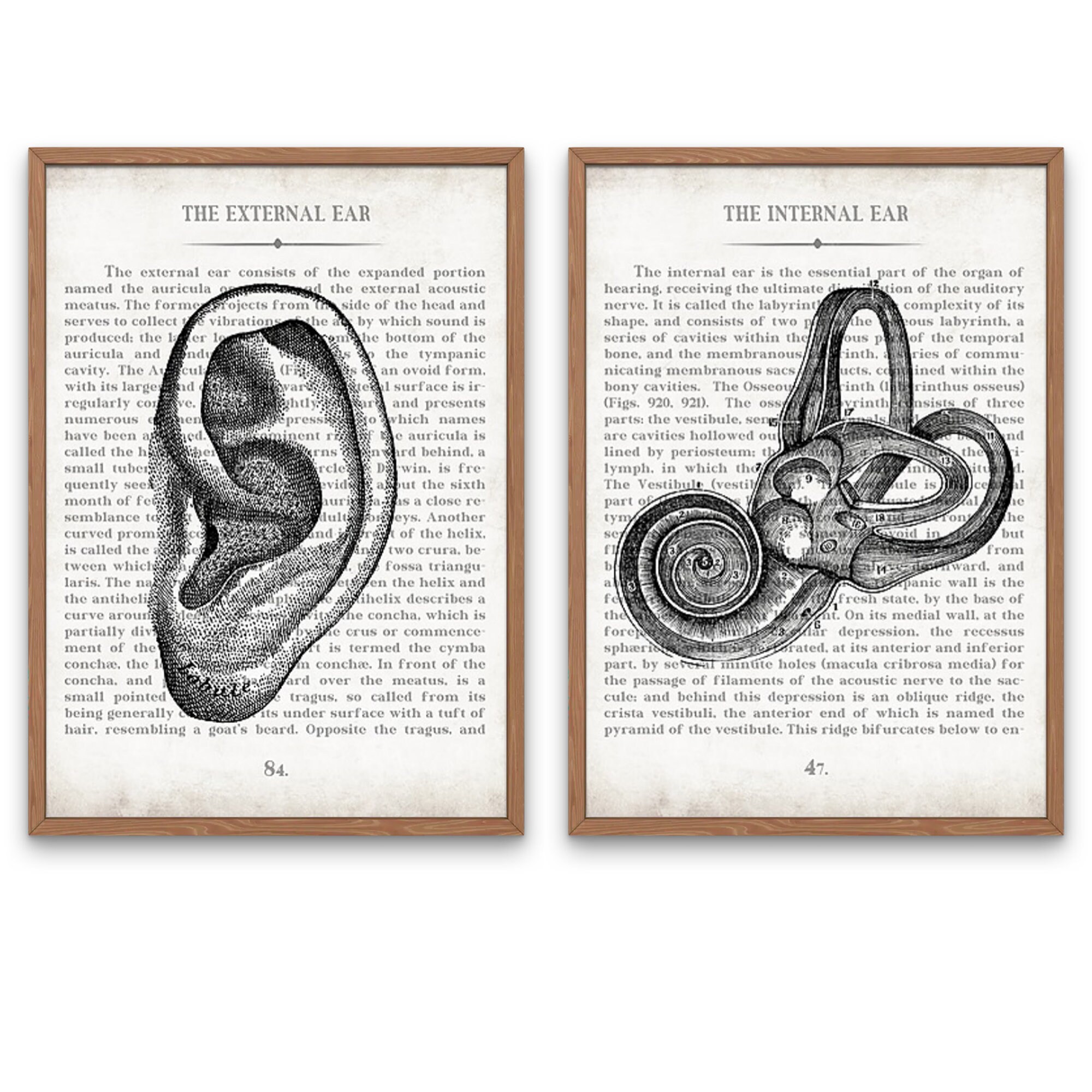 Vintage Ear Anatomy Art Print Set: Audiology Gift, Graduation Gift - Etsy
