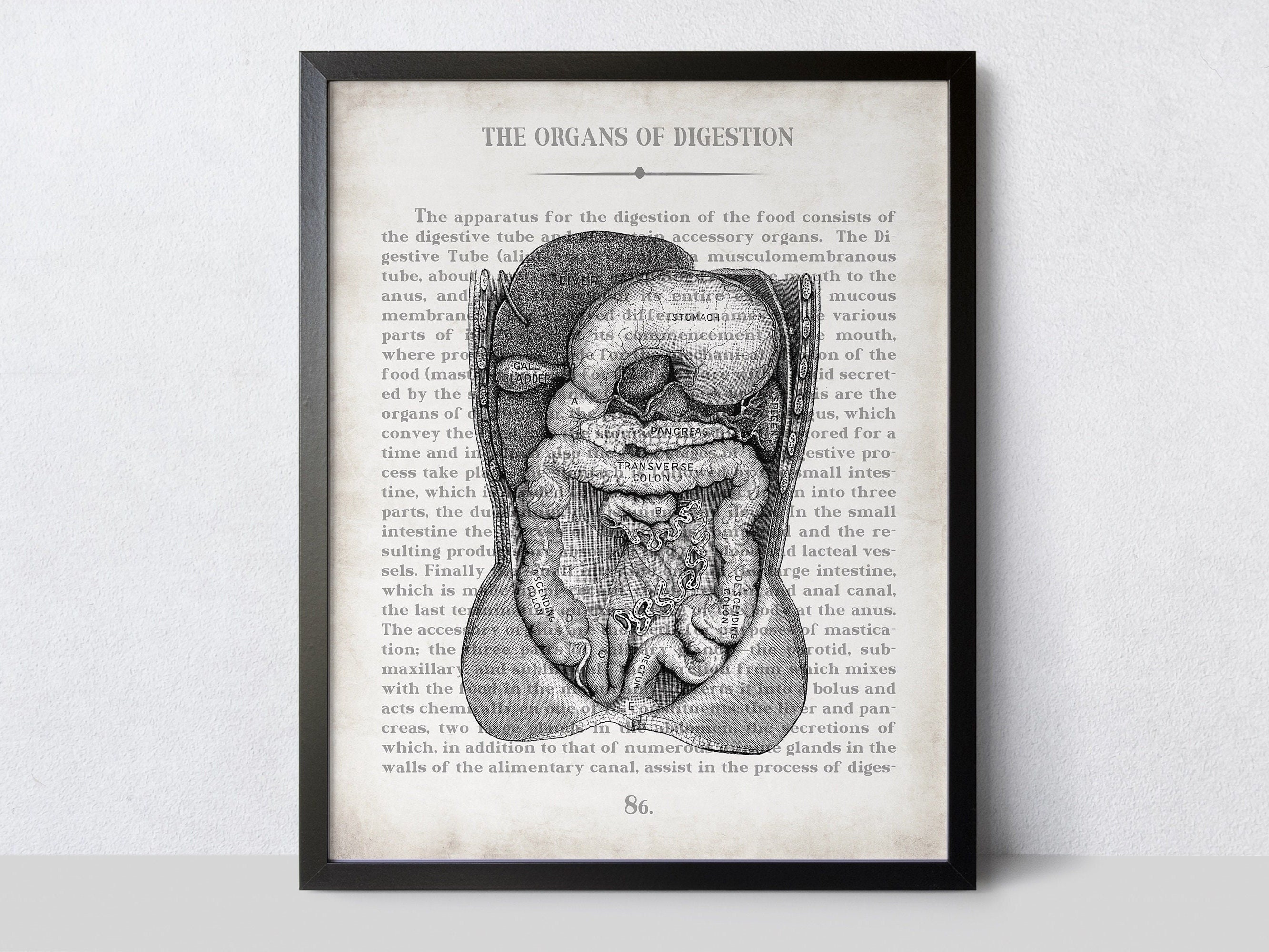 Vintage Digestive System Anatomy Art Print: Gastroenterologist Gift ...