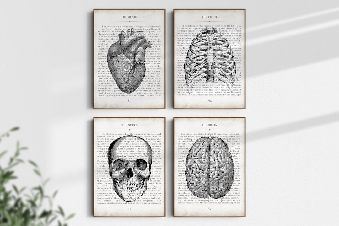 Vintage Anatomy Art Print Set: Medical Decor Gift - Etsy Australia