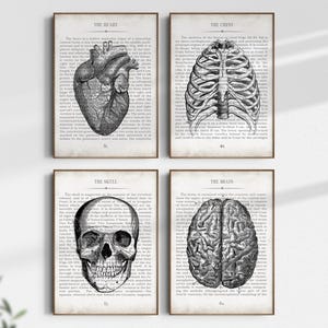 Anatomy Art, Vintage Anatomy Wall Art Print Set of 4, Medical Office Decor Art Print, Medical Student Graduation Gift, Medical School Gift