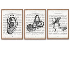 Anatomy Ear Art Print Set: Vintage Audiology Decor