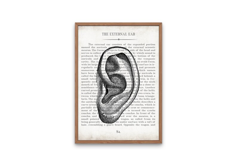 Ear Art Ear and Inner Ear Vintage Anatomy Art Print Set of 2 Audiology Audiologist Office Decor and Graduation Gift image 2