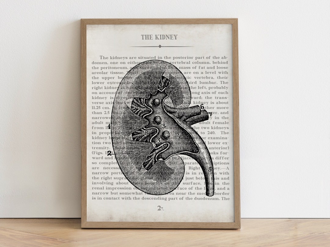 Urology Kidney Vintage Anatomy Art Print Kidney Art Gift and Office