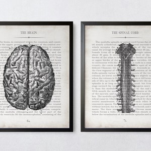 Vintage Brain & Spine Anatomy Art Print Set: Neurologist Gift