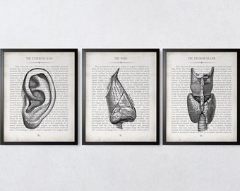 ENT Gift Ear Nose and Throat Vintage Anatomy  Art Print Set of 3 ENT Student Graduation Gift