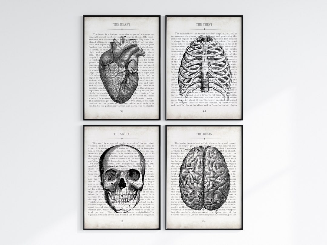 Medical Art, Set of 4 Vintage Anatomy Wall Art Prints, Doctor Office ...