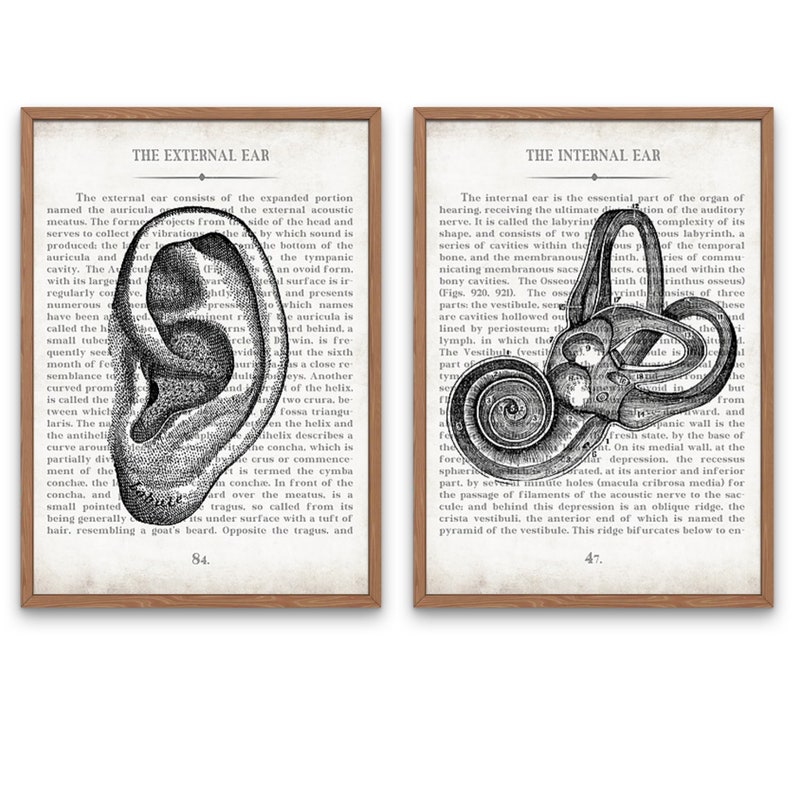 Ear Art Ear and Inner Ear Vintage Anatomy Art Print Set of 2 Audiology Audiologist Office Decor and Graduation Gift Bild 1