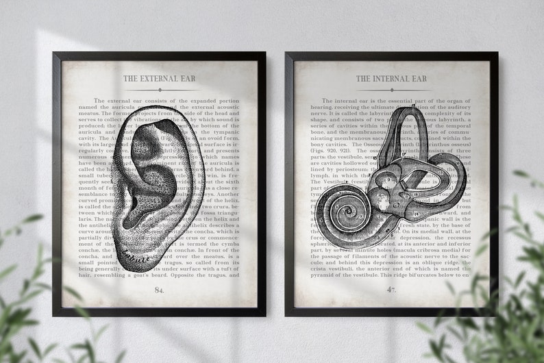 Ear Art Ear and Inner Ear Vintage Anatomy Art Print Set of 2 Audiology Audiologist Office Decor and Graduation Gift image 6