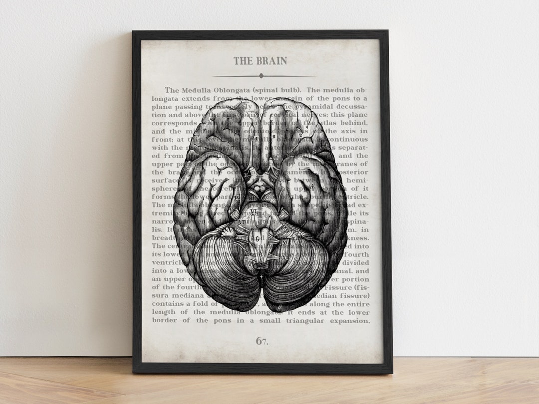 Vintage Brain Anatomy Art Print: Neuroscience Office Decor, Christmas ...