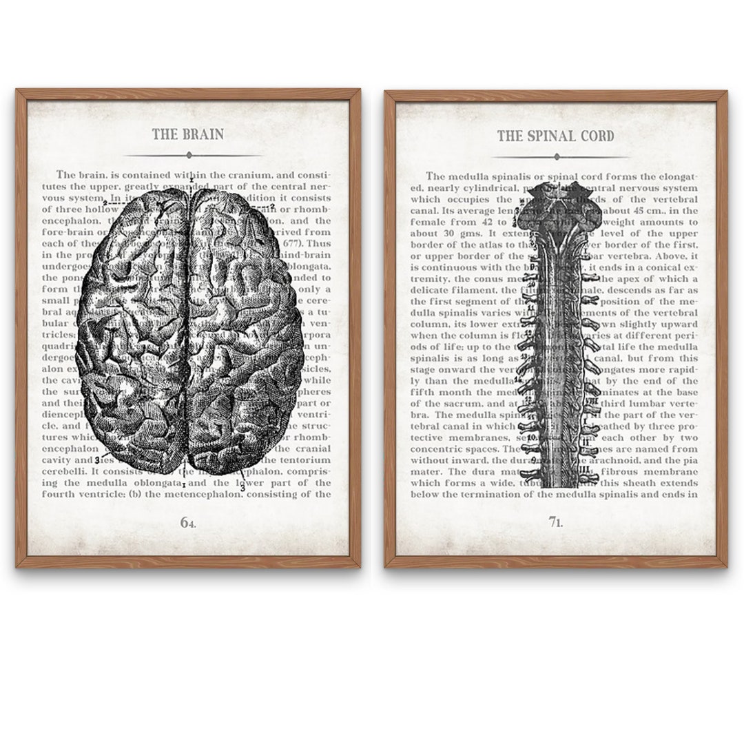 Vintage Brain & Spine Anatomy Art Print Set: Neurology Gift - Etsy