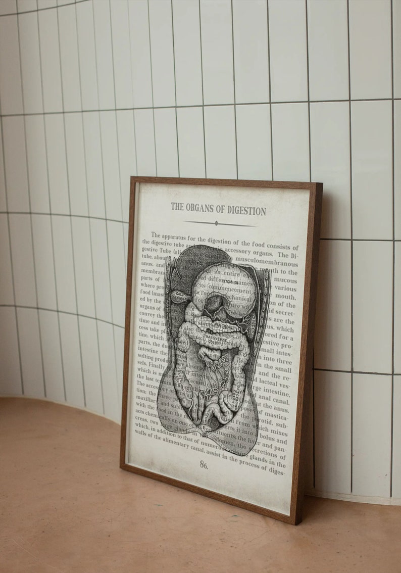 Vintage Digestive System Anatomy Art Print: Gastroenterologist Gift ...