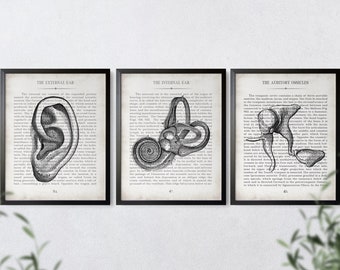 Ear Art Ear Inner Ear Ossicle Vintage Anatomy Art Print Set of 3 Audiology Audiologist Graduation Gift & Office Decor