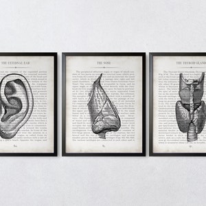 ENT Gift Ear Nose and Throat Vintage Anatomy  Art Print Set of 3 ent Medical Office Decor ent Graduation