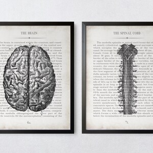 Vintage Anatomy Art Print Set: Brain & Spinal Cord, Graduation Gift - Etsy
