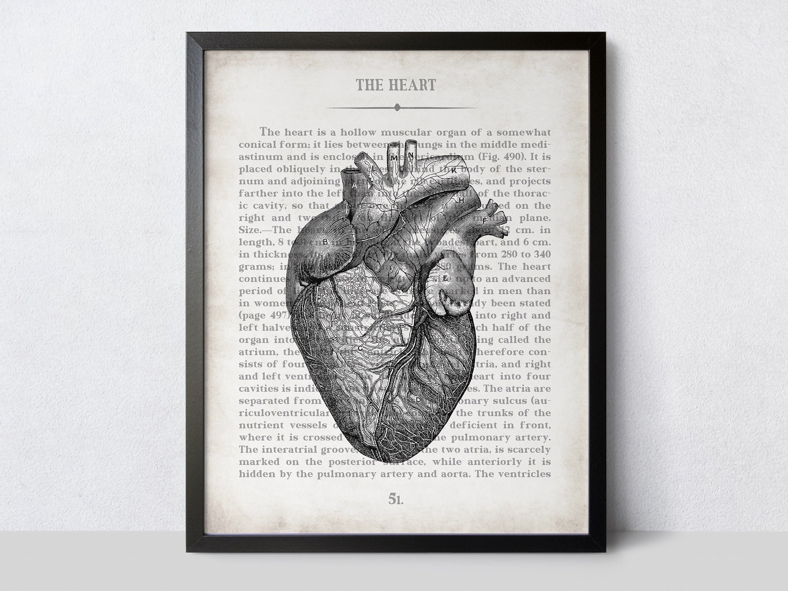 Anatomical Heart Vintage Anatomy Art Print Cardiologist Wall