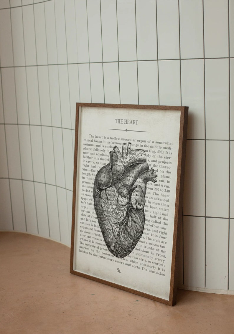 Anatomical Heart Vintage Anatomy Art Print Cardiologist Gift Etsy