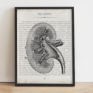 Kidney Art Vintage Anatomy Art Print Unique Gift for Urologist and Urology Nurse, Graduation Gift