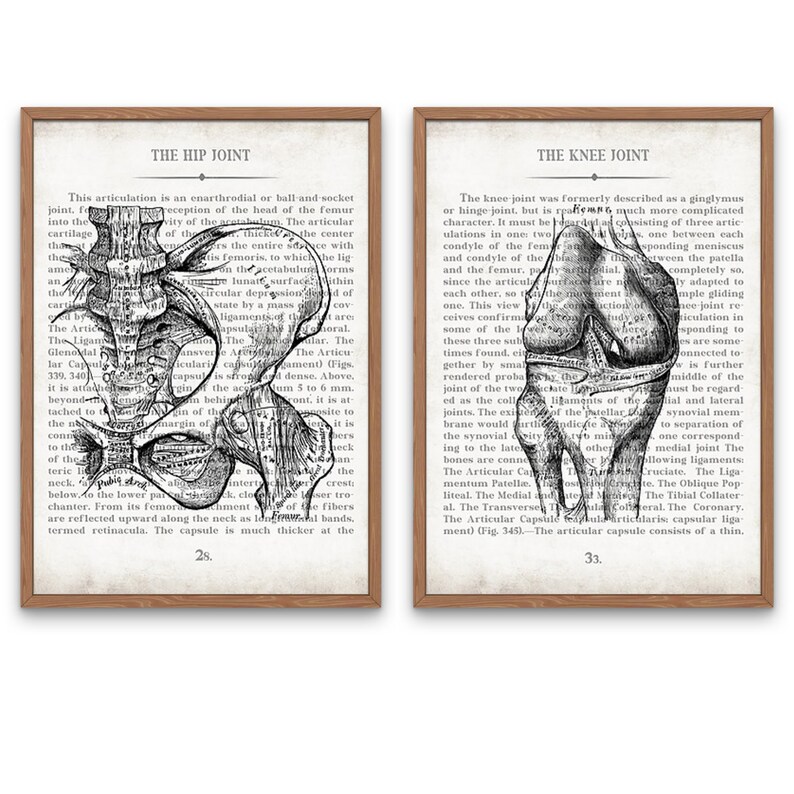 Hip and Knee Vintage Anatomy Art Print Set of 2 Orthopedic Surgeon Physical Therapy Physical Therapist Gift image 1