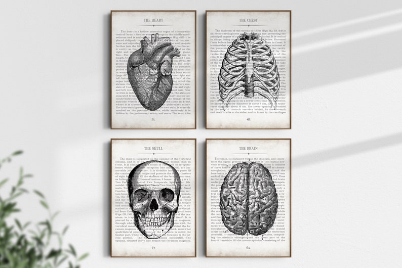 Arte de anatomía, conjunto de impresión de arte de pared de anatomía vintage de 4, impresión de arte de decoración de consultorio médico, regalo de graduación de estudiante de medicina, regalo de la escuela de medicina imagen 1
