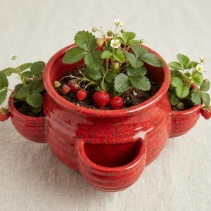 May include: A glossy red ceramic strawberry planter with a speckled finish and multiple side pockets. The planter contains green strawberry plants with white flowers and several small, ripe red strawberries growing in the central and side sections.