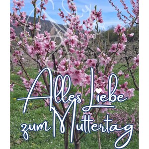 5 digitale Karten für den Muttertag mit unterschiedlichen Blumenmotiven zum Ausdrucken.