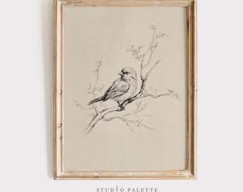 Vintage vogelschetsafdruk, natuurlijntekening (digitale download)