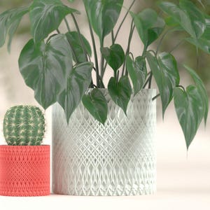 May include: A green cactus in a red geometric pot next to a large leafy plant in a white patterned pot. The plants are set against a soft, blurred background, creating a natural, serene scene.