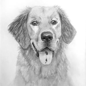 Original, hand-drawn pet portraits