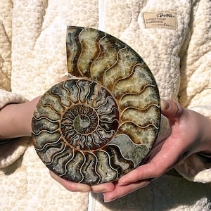 Natürliche Ammonit Höhle Nautilus Fossilien, Kristall Dekor, Reiki Heilung 1PC