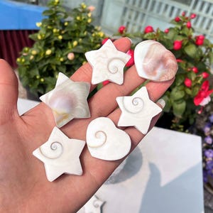 Natural Shell fossil heart/star,Hand-Carved crystal ornament,Home decoration gifts 1PC