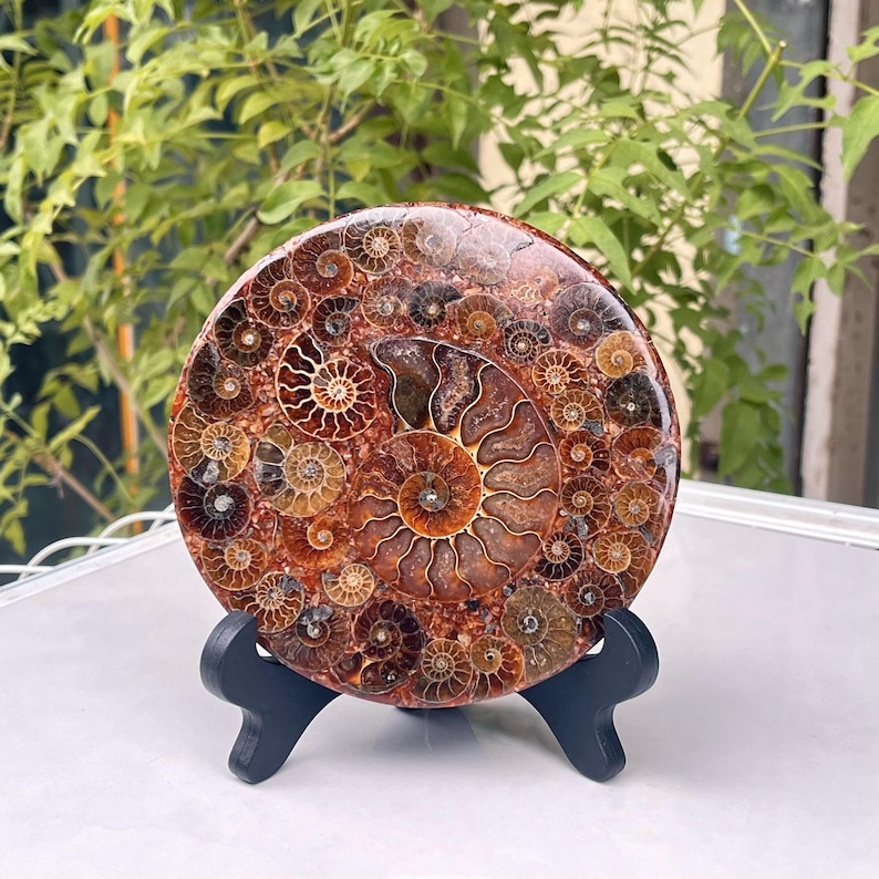 Natural Ammonite Fossil Slice Disk,fossil Specimen Round Plate, Crystal ...