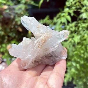 Puede incluir: Un grupo de cristales claros y translúcidos con un ligero tono rosado y una superficie rugosa y texturizada. Los cristales están dispuestos en un patrón radiante, con algunas áreas que muestran un color marrón claro. El fondo es follaje verde borroso.