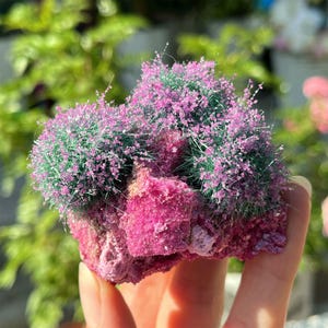 May include: A vibrant pink and green mineral specimen. The base is a deep pink hue, with clusters of green and delicate pink crystal formations on top. The mineral is held in a hand, with a blurred green background.