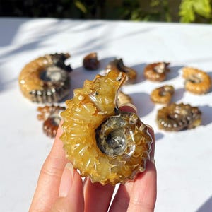 May include: A selection of polished ammonite fossils in shades of brown and yellow. The fossils, with their spiral patterns, are displayed on a white surface. The main fossil is held in a hand. The fossils vary in size.