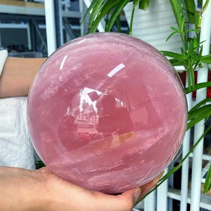 May include: A large, polished rose quartz sphere. The sphere is a translucent pink colour with natural veining. The surface reflects the surrounding environment. The sphere is held in a person's hand, with green plants in the background.