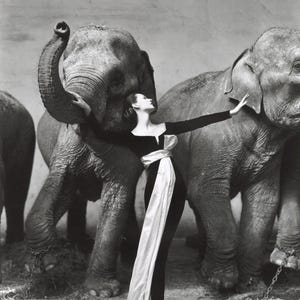 Vintage Glamour: Iconic Richard Avedon Photograph, &quot;Dovima With Elephants, 1955&quot; | Fashion Photography