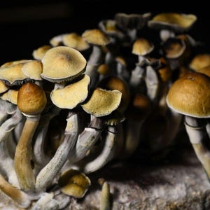 Mushroom Growing Techniques-EBook **Free Mystery Gift with every order! A 10 Dollar Value!!!!**