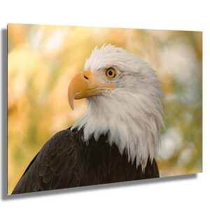 Eagle Canvas Wall Art, American Bald Eagle Photo Print on Canvas, Patriotic Wildlife Portrait Home Decor