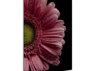 Pink Gerbera Flower Print: Close-Up Floral Photography