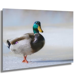 Mallard Duck Photography Print – Elegant Bird Wall Art | Nature Waterfowl Decor | Peaceful Wildlife Photo | Fine Art Animal Portrait