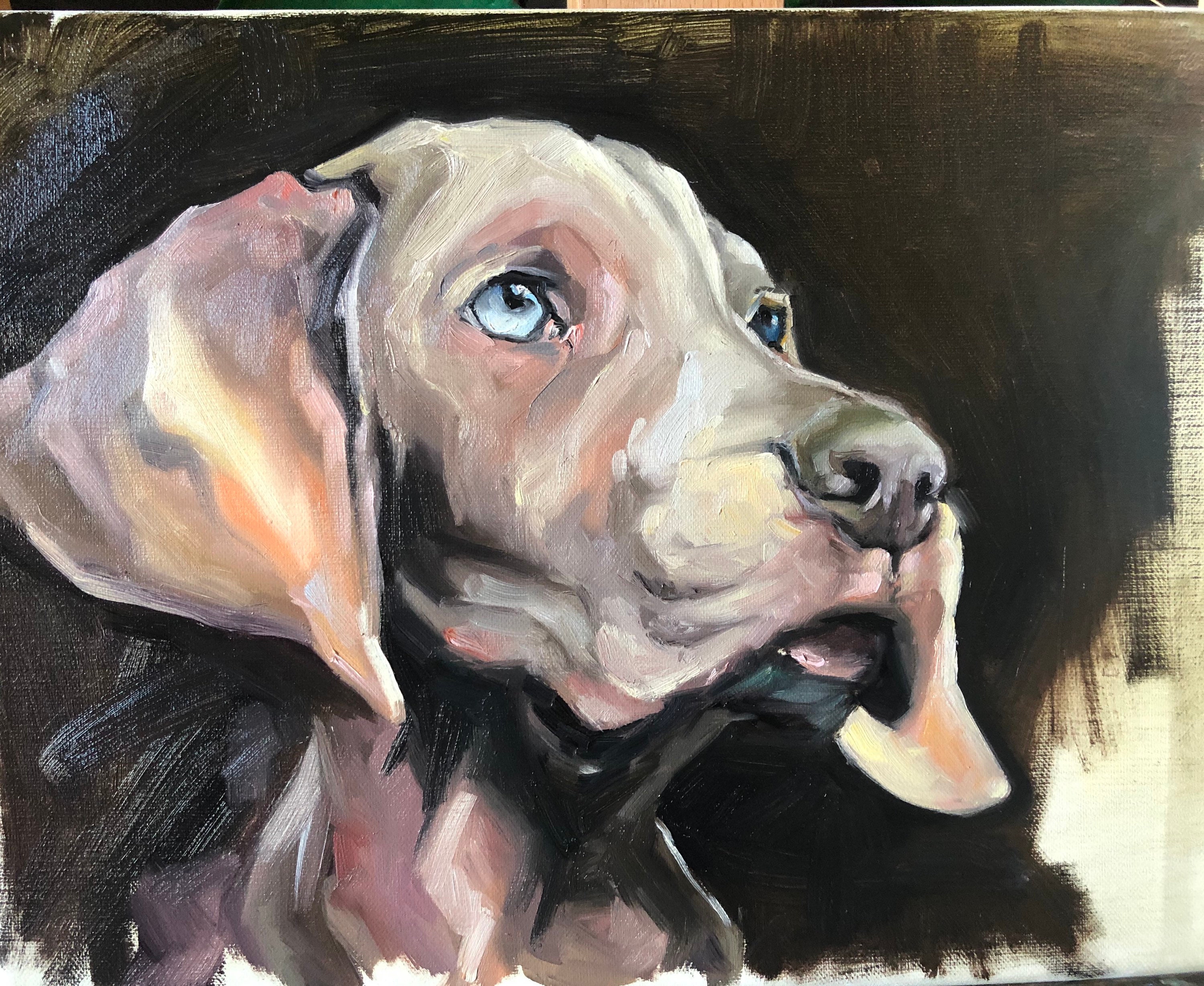 animal portraits