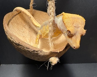 Handmade Coconut Reptile Perch: Braided Jute Hanging Hideaway