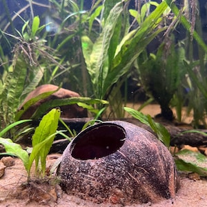 May include: A brown coconut shell half with a large opening, used as a hideaway for fish or other small aquatic creatures in an aquarium. The shell is surrounded by green aquatic plants.